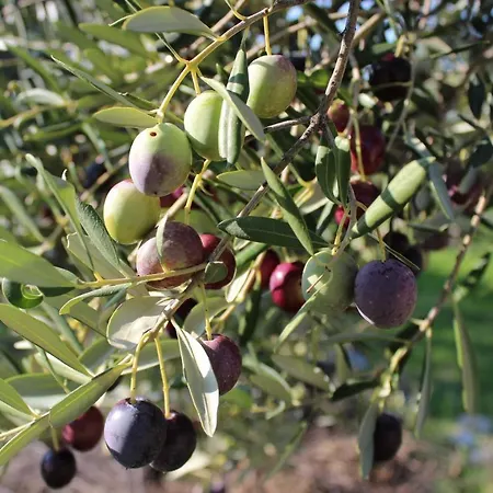 Lejlighed Sea Breeze - Beachfront *