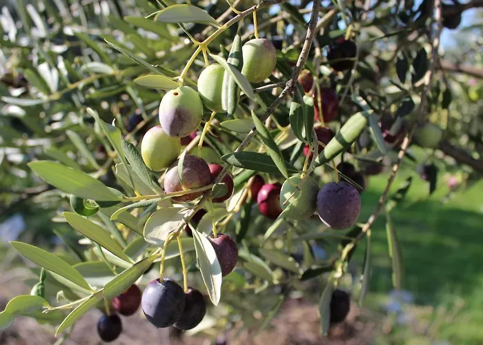 Apartament Sea Breeze - Beachfront *